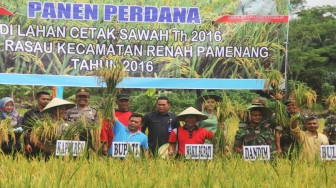 Bupati dan Petani Ramai-Ramai Panen Raya Padi Sawah