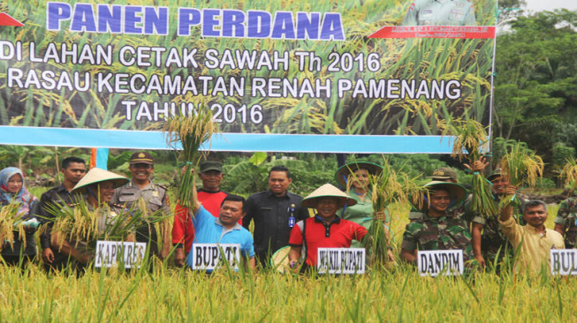 Bupati dan Petani Ramai-Ramai Panen Raya Padi Sawah