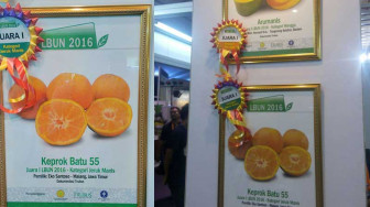 Jeruk Manis Keprok Pemenang Lomba Buah Unggul Nusantara