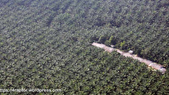 Kelapa Sawit Indonesia Bisa Kuasai Ekonomi Global, Negara Asing Gerah