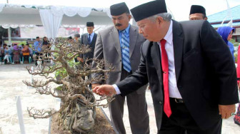 Bonsai Akan Hiasi Kantor-Kantor Pemkab Tanjabbar