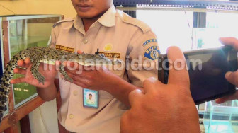 Enam Anak Buaya Gagal Diselundupkan Lewat Bandara Sultan Thaha