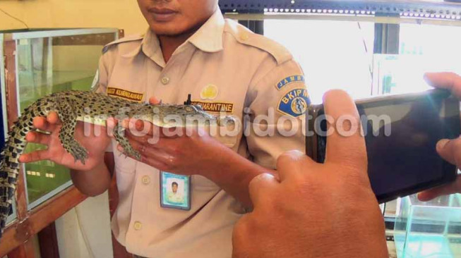 Enam Anak Buaya Gagal Diselundupkan Lewat Bandara Sultan Thaha