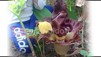 Warga Kampung 9 Ness Temukan Bunga Bangkai