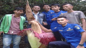 Ada Bunga Bangkai di Hutan Rantaupandan