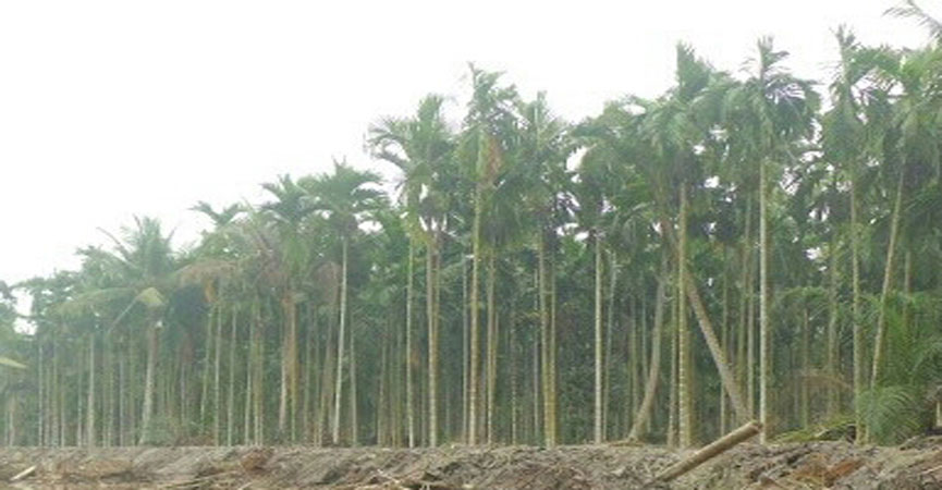 Petani Bingung Pohon Pinang Gambar