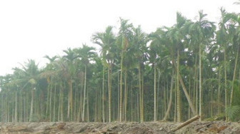 Petani Bingung Pohon Pinang Tak Berbuah Lagi
