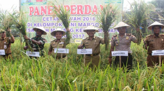 Merangin Dapat Bantuan 500 Hektar Cetak Sawah
