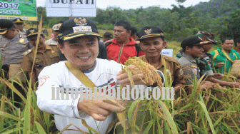 Di Muara Kibul, AL Haris Panen Padi Ladang