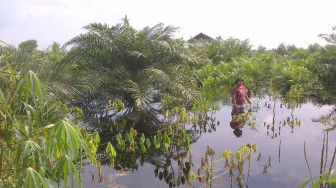 Petani Pengabuan Menunggu Ganti Rugi WKS