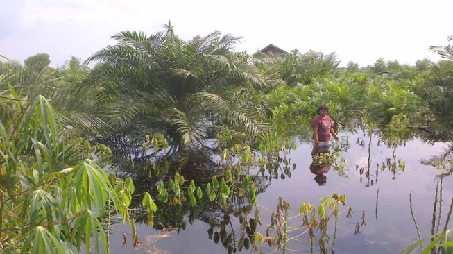 Petani Pengabuan Menunggu Ganti Rugi WKS