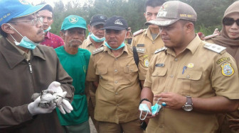 Puluhan Burung Migran Asal Siberia Mati di Pantai Cemara