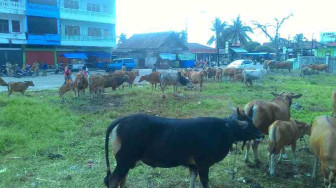 Puluhan Sapi Ramaikan Kota Muara Bungo