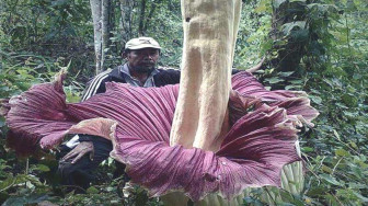 Warga Pulausangkar Temukan Bunga Bangkai di Kebunnya