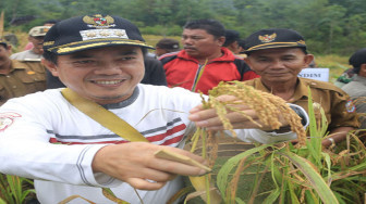 175 Ha Lahan Eks PETI Kembali Disulap Jadi Sawah
