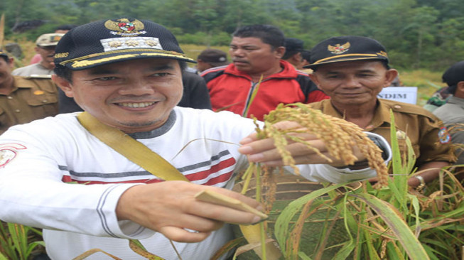 175 Ha Lahan Eks PETI Kembali Disulap Jadi Sawah
