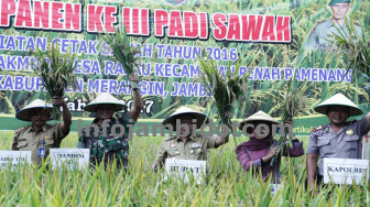 Bupati dan Dandim Sarko Panen Raya Padi di Rasau
