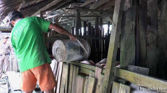 Bikin Resah Warga, Peternakan Babi Disegel