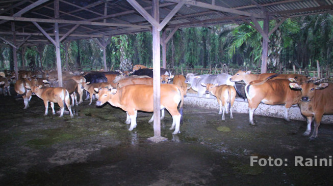 Selama Ramadhan Pemda Siapkan 168 Ekor Sapi Potong