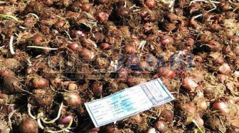 CV Ninda Agro Kencana Bantah Proyek Bawangnya Bermasalah
