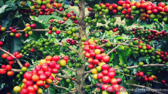Ir Tri Reni : Kopi Liberika Hanya Ada di Indonesia, Itupun Cuma Dua Provinsi