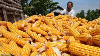 APBN Bantu Batanghari Tingkatkan Produksi Jagung