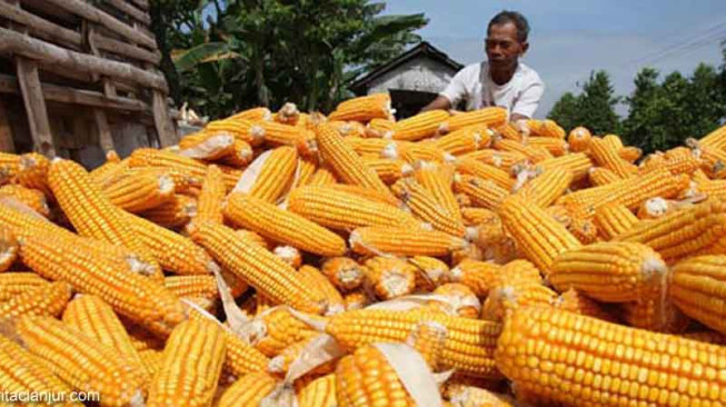 APBN Bantu Batanghari Tingkatkan Produksi Jagung