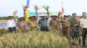 Panen Padi Inpari 30, 32 dan 33 Dukung Upsus Pajala