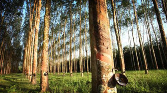 Pemprov Jambi Siapkan Dana Replanting Karet Rp 19,7 M