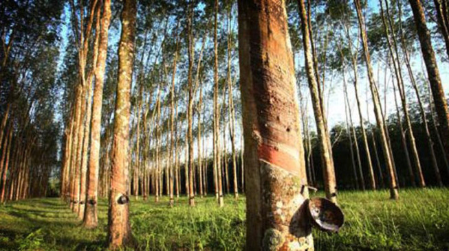 Pemprov Jambi Siapkan Dana Replanting Karet Rp 19,7 M