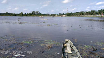 Masya Allah... Di Depan Rumah Bupati, Padi dan Sayuran Petani Terendam Banjir