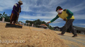 Gabah Turun, Petani Menjerit