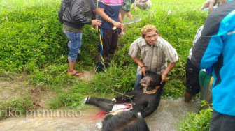 Masuk Kampung, Beruang Tewas Ditombak Warga