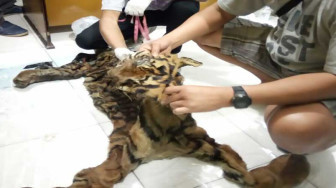 Bawa Kulit Harimau, Firdaus dan Sutrimo Diamankan