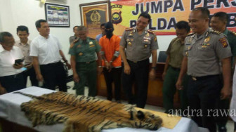 Kulit dan Tulang Harimau Sumatera Asal TNB Dijual Rp 100,5 Juta