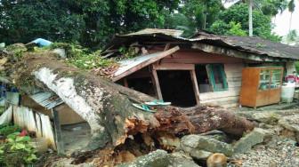 Satu Rumah Ambruk Tertimpa Pohon