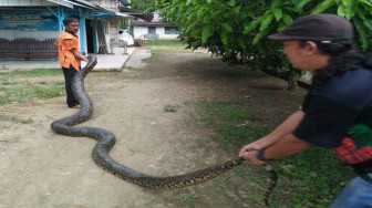 Warga Tangkap Ular Piton Sepanjang 6 Meter