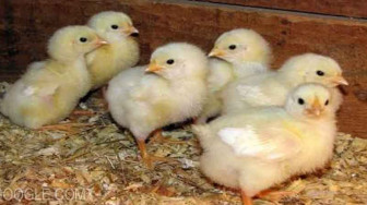 Diduga Warga Jual Bibit Ayam Bantuan