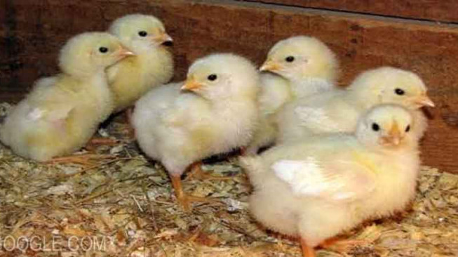 Diduga Warga Jual Bibit Ayam Bantuan