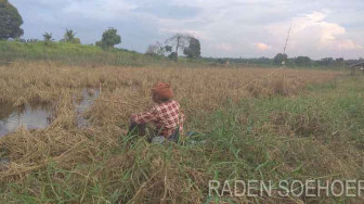 Ratusan Hektar Padi Gagal Panen Dihantam Banjir