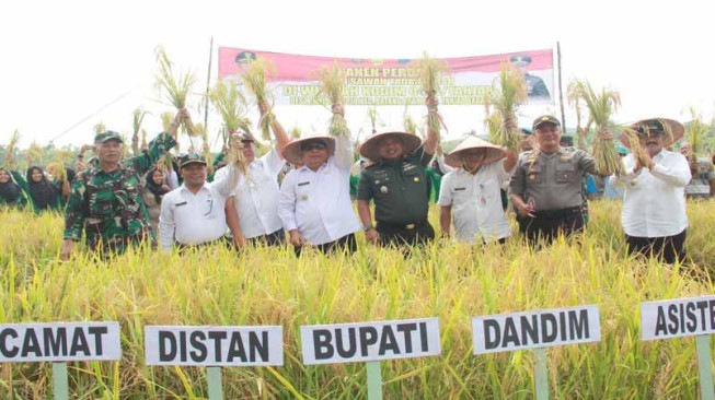 Bupati Tanjabbar Panen Perdana Padi Sawah Tadah Hujan