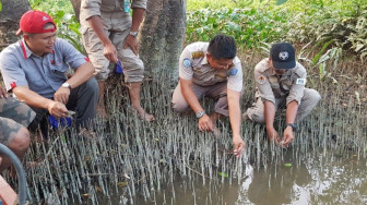 Anak Buaya Selundupan Dilepas