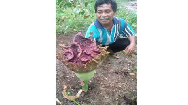 Warga Lantak Seribu Temukan Bunga Raflesia