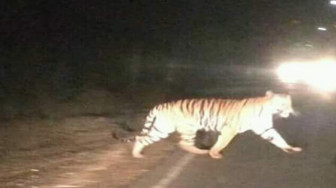 Photo Harimau Melintasi Jalan Hebohkan Warga