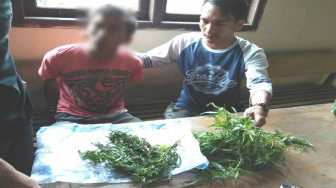 Bertani Ganja di Merangin