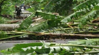 PLN Bungo Segera Perbaiki Tiang Rubuh di Pelepat Ilir