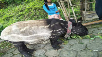 Temukan Hewan Langka Tapir, SAD Ingin Jual 15 Juta