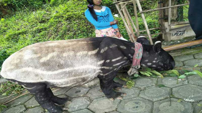 Temukan Hewan Langka Tapir, SAD Ingin Jual 15 Juta