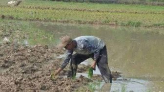 Petani Melako Intan Minta Dibangunkan Irigasi