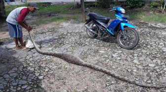 Warga Tangkap Ular Piton Sepanjang 5 Meter